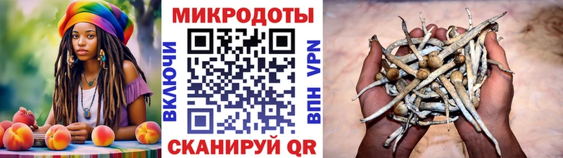 наркота  Дрезна  Галлюциногенные грибы Psilocybe 